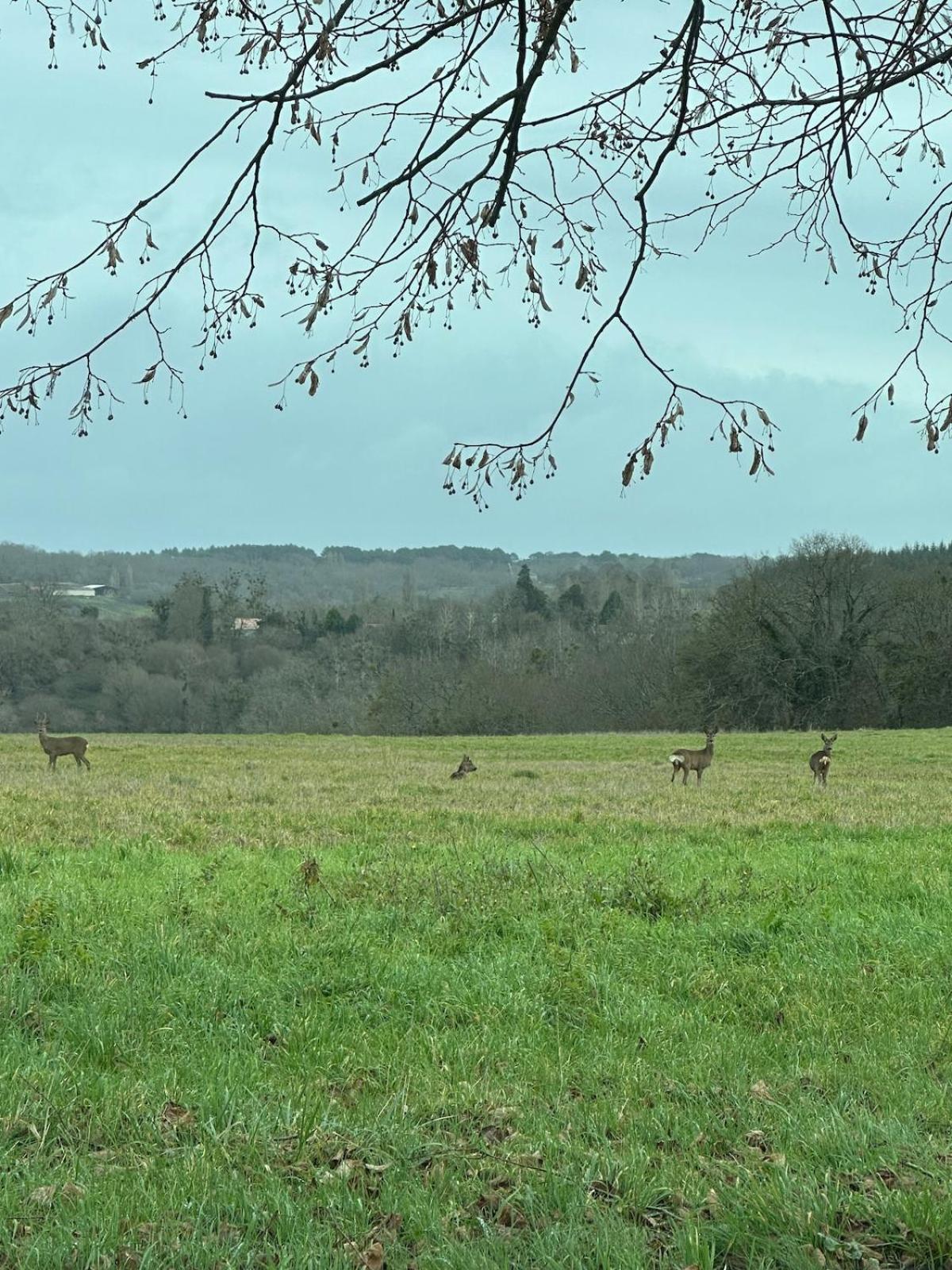 Beaulieu Saint Come Bagian luar foto